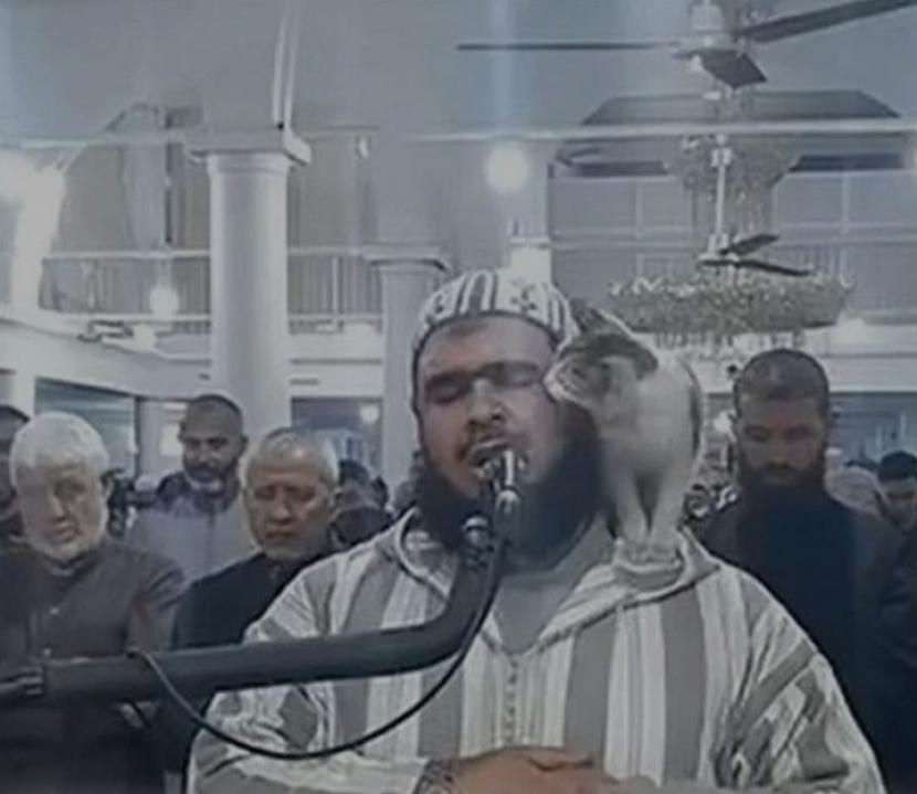 Viral Video Kucing Cium Imam Sholat Tarawih Aljazair, Imam Masjidil Haram pun Berkomentar