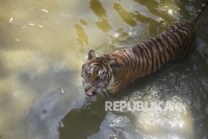 Memutus Mata Rantai Kepunahan Harimau Sumatera (Bagian 2 – Habis)