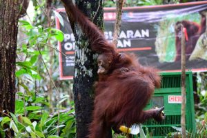 BKSDA Kaltim Lepasliarkan Tiga Orangutan Di Hutan Lindung Gunung Batu Mesangat