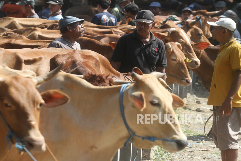 Harga Sapi di Pasar Hewan Ngawi Merangkak Naik