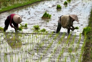 Ancaman Kekeringan, Petani Sleman Diimbau Percepat Masa Tanam Padi
