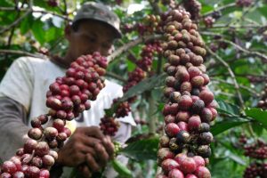 Petani Kopi Situbondo Didorong Kembali Pakai Pupuk Organik