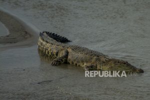 Buaya Berkeliaran di Sungai Batang Kandis Kota Padang Dievakuasi