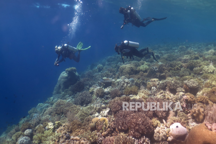 Destinasi Wisata Bawah Laut di Pulau Tomia Wakatobi