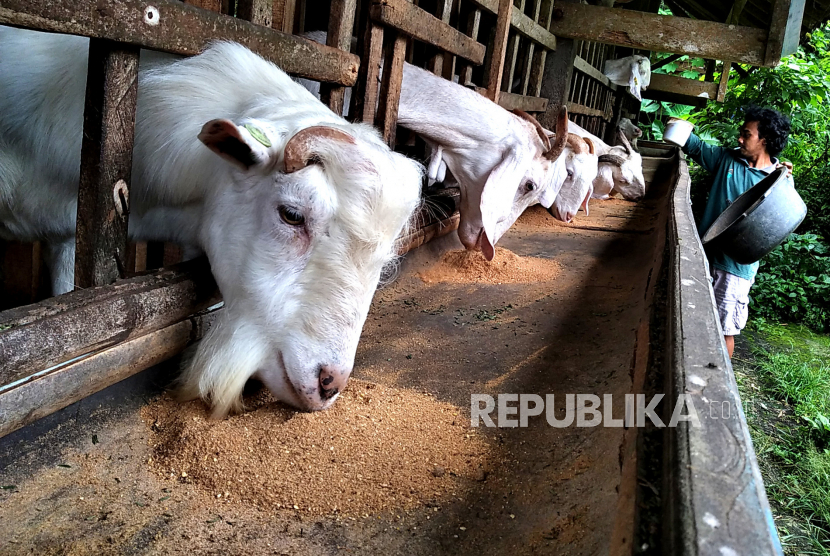 Dorong Ekonomi Rakyat, Sleman Terus Kembangkan Potensi Kambing Lokal