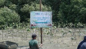 Dukung Konservasi Lingkungan, BCA Life Tanam 1.999 Pohon Mangrove 