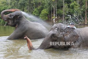 Gajah Liar Masuk Permukiman, Warga Aceh Jaya Mulai Takut Tinggal di Rumah