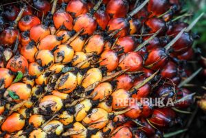 EU, Indonesia, dan Malaysia Sepakat Bentuk Satgas Implementasi EUDR