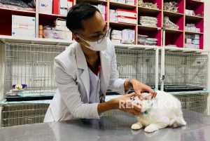 Ini Dia Hewan yang Paling Banyak Ikut Program Vaksin Rabies