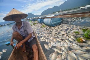 Kematian Ikan di Danau Maninjau Capai 15,2 Ton