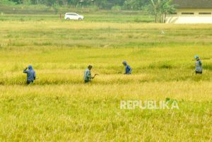 Diperkirakan Datang Juli, El Nino akan Berdampak pada Panen Padi