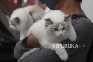 Kontes Kucing Internasional Malang | Republika Online