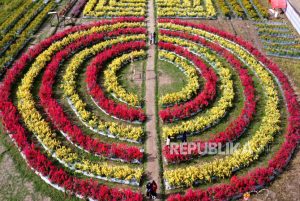 Mengenal Wisata Bunga Celosia di Boalemo