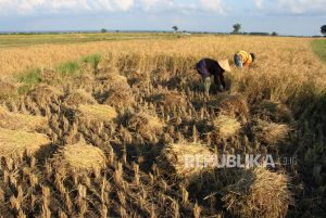 Musim Panen Terakhir di Kabupaten Jeneponto