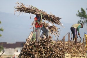 Pabrik Gula Semboro Targetkan Produksi Gula 56 Ribu Ton