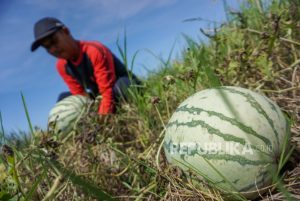 Panen Semangka di Kecamatan Gringsing, Batang, Jawa Tengah