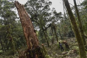 Pelaku Pembalakan Liar di Riau Ditangkap