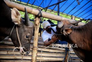 Pelindo Lembar NTB Layani Pengiriman Sapi ke Jawa Jelang Idul Adha