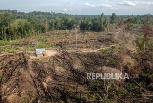 Penampakan Ladang Ilegal di Kawasan Penyangga Taman Nasional Jambi