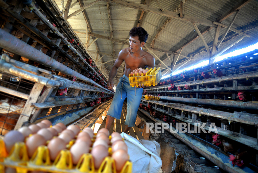 Pinsar Jateng Beberkan Faktor Pemicu Kenaikan Harga Telur Ayam