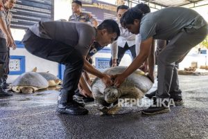 Polisi dan BKSDA Bali Ungkap Sita Puluhan Penyu Hijau Hidup