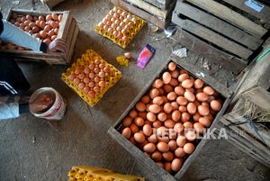 Wamendag Akui Terjadi Fluktuasi Harga Telur