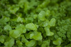 Sering Jadi Lalapan, Daun Pegagan Bisa untuk Obat Bisul, Amandel, Asma, dan Tifus