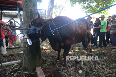 Beda Idul Adha Muhammadiyah, Pemerintah dan NU, Kapan Waktu Potong Hewan Kurban?