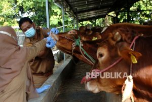 Pemeriksaan Kesehatan Hewan Qurban di Tegal