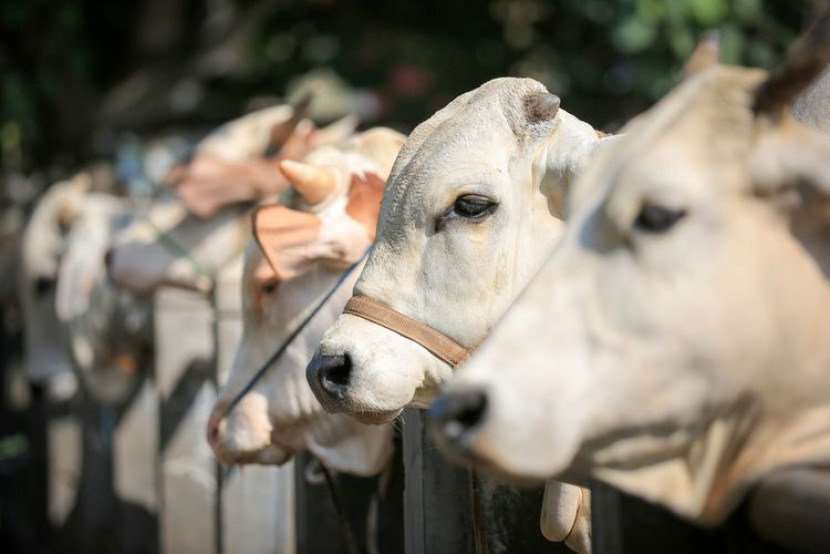 Tingkatkan Kepedulian Sosial Dengan Berqurban