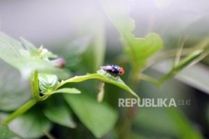 Hadits Lalat Tercelup di Minuman, Shahih atau Palsu?