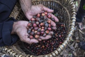 AEKI: Kebun Tua Salah Satu Kendala Produksi Kopi di Sumatra Utara