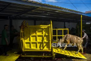 Anti Ribet, Panitia Hewan Kurban di Banjarmasin Gunakan Alat Pemotong Mekanis