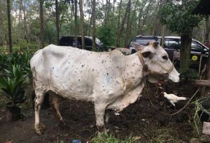 Antisipasi LSD, Pengawasan Ternak Masuk Pasar Hewan Purwakarta Diperketat