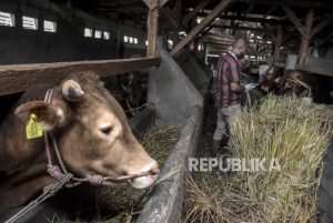 Apakah Berkurban Mengampuni Dosa Selama Setahun?