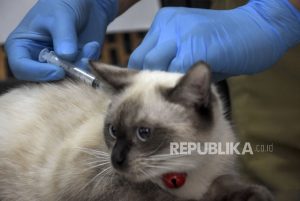 Bali Zona Merah Rabies, Bagaiman Cara Penyebarannya ke Manusia?