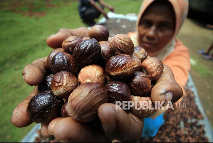 Petani memperlihatkan biji pala saat proses pengeringan di Desa Darussalam, Kecamatan Nisam Antara, Aceh Utara, Aceh. Cara Meracik Biji Pala Sebagai Obat Insomnia, Maag, dan Menghilangkan Jerawat. Foto: Antara/Rahmad