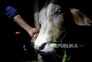 Cegah Terkena Penyakit, Hewan Kurban di Sukoharjo Diberi Obat Cacing