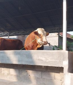 Dua Sapi Sleman Diikutkan Seleksi Hewan Kurban Presiden Jokowi