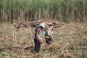 Gapgindo Bidik Kontribusi 35 Persen Produksi Gula Kristal Nasional