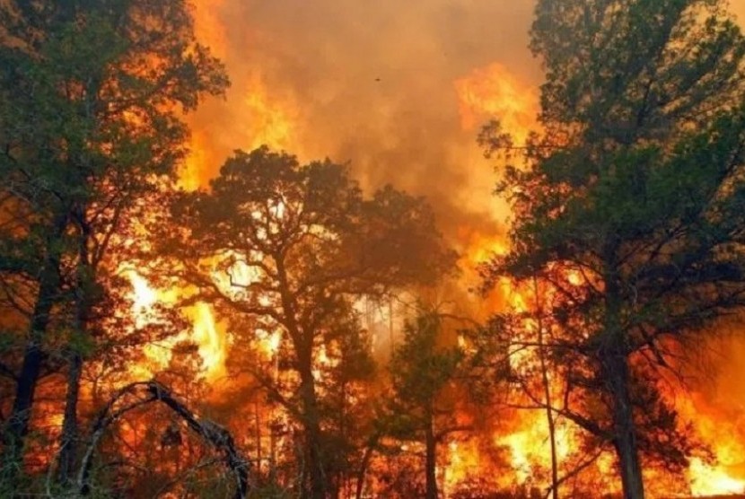 Gara-Gara Buang Obor Bekas Sembarangan, Lahan 7.000 Persegi Habis Terbakar