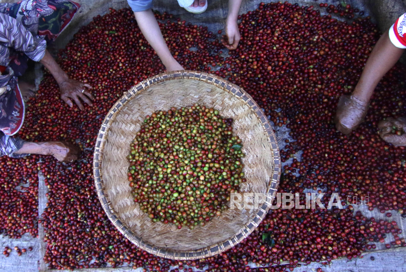Java Kirana Komitmen Bantu Tingkatkan Standar Kopi Sigi Sulteng