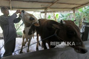 Jelang Idul Adha 2023, Sahabat Yatim Luncurkan Program Qurban Rahmat Bagi Negeri