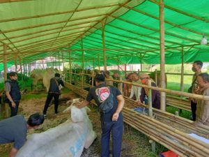 Jelang Idul Adha, DKP3 Sukabumi Pastikan Hewan Ternak Sehat dan Layak Kurban