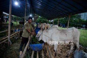 Jelang Idul Adha, Harga Hewan Kurban di DIY Mulai Naik