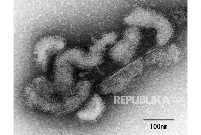 Jepang Umumkan Kematian Pertama Akibat Virus Oz, Kemenkes: Belum Ditemukan di Indonesia