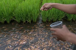 Kampung Mina Padi Samberembe Tawarkan Agroeduwisata