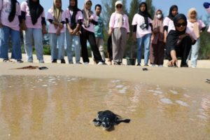 Kelompok Srikandi Dorong Pelestarian Penyu yang Hampir Punah di Pantai Sambas