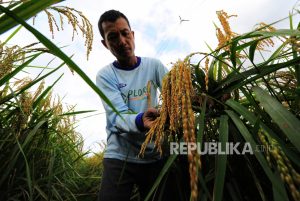 Kementan Puji Warga Tanjungpinang Sukses Tanam Padi di Pekarangan