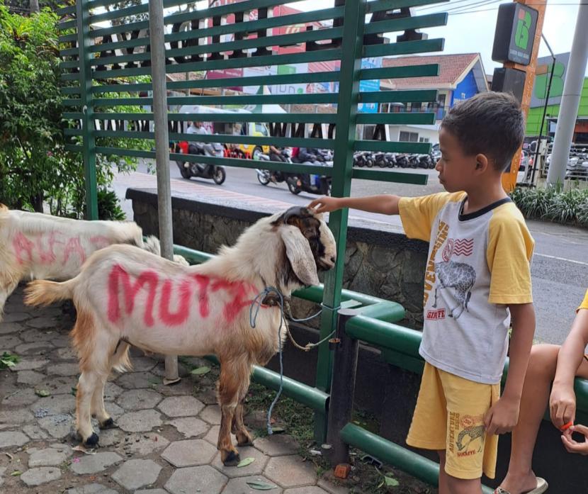 Menabung Bertahun-tahun Hingga Rela tidak Jajan, Seorang Anak SD Akhirnya Bisa Berkurban